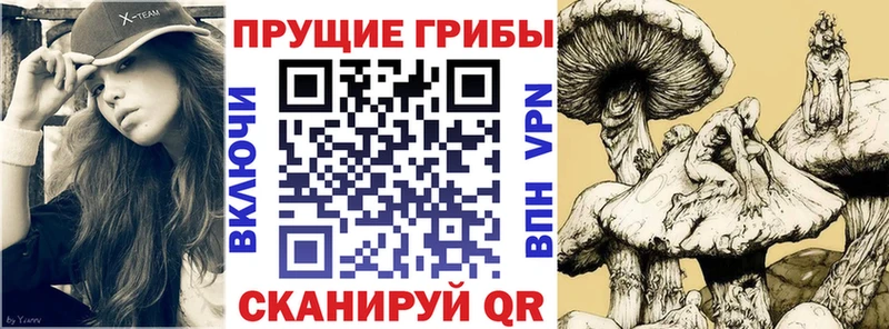 omg tor  Железногорск-Илимский  Псилоцибиновые грибы мицелий 
